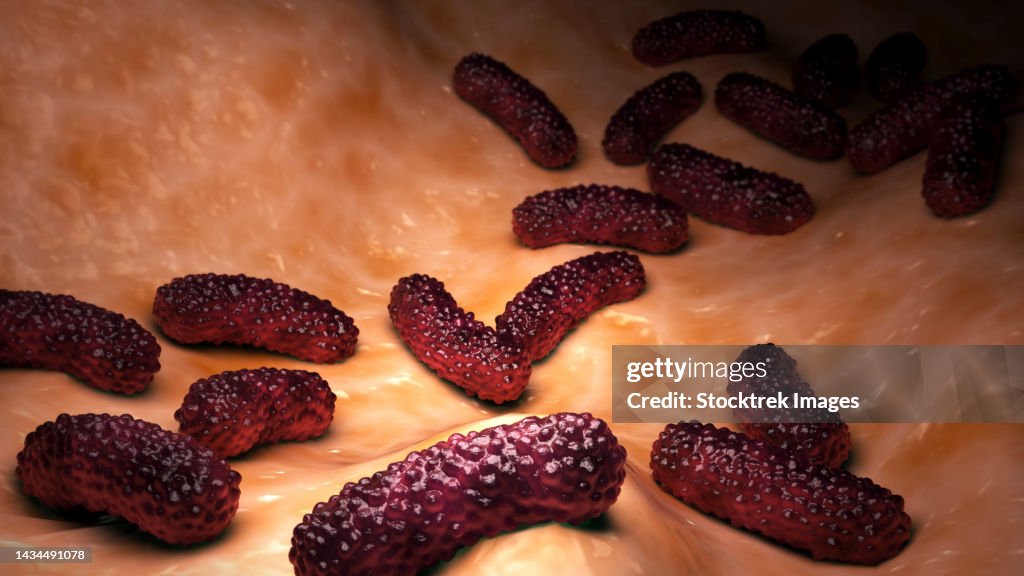 Conceptual biomedical illustration of the bacteria Bordetella pertussis on surface