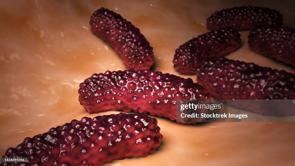 Conceptual biomedical illustration of the bacteria Bordetella pertussis on surface
