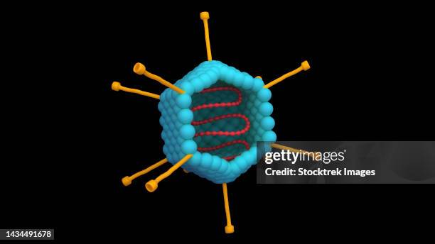 cross section of an adenovirus, on black background - adenovirus stock illustrations