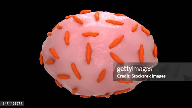 conceptual biomedical illustration of the bacteria gardnerella vaginalis - gram positive bacteria 幅插畫檔、美工圖案、卡通及圖標