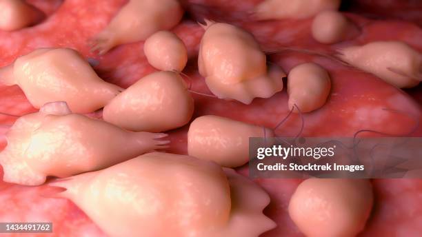 conceptual biomedical illustration of primary amoebic meningoencephalitis - meningitis stock-grafiken, -clipart, -cartoons und -symbole