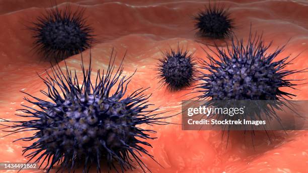 stockillustraties, clipart, cartoons en iconen met biomedical illustration of neisseria meningitidis, a bacterial meningitis, on surface - neisseria gonorrhoeae
