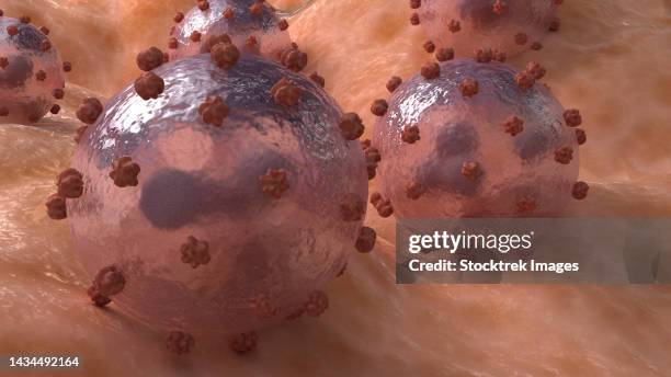 conceptual biomedical illustration of lassa virus on surface - lassa fever stock illustrations