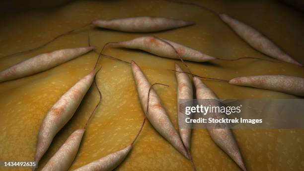 conceptual biomedical illustration of visceral leishmaniasis, an infectious disease - visceral leishmaniasis stock illustrations