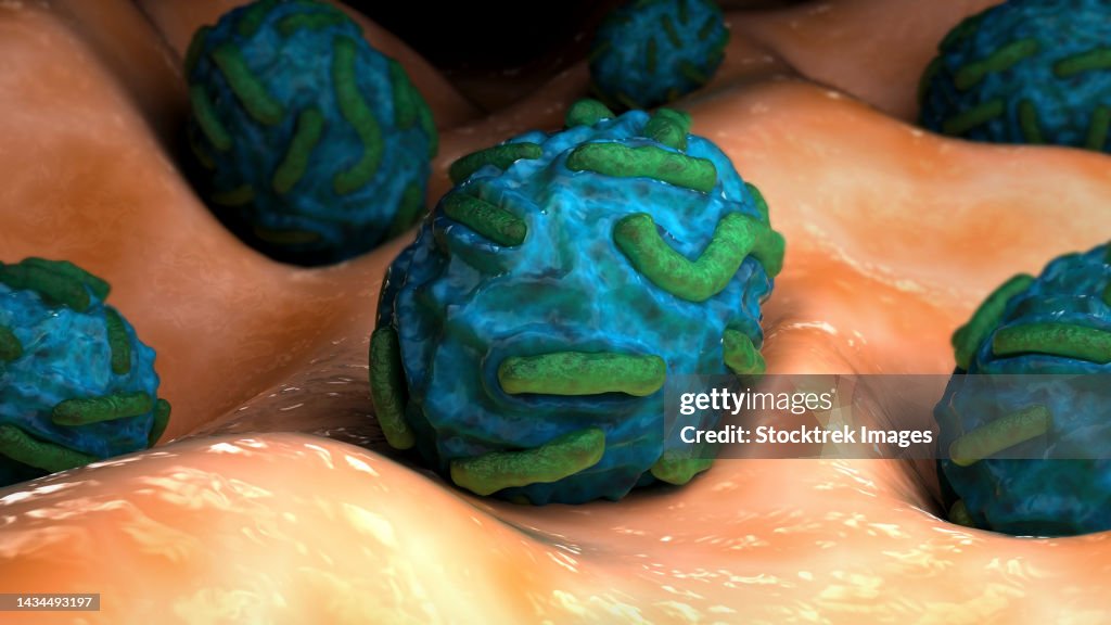 Orph Infection Conceptual Biomedical Illustration Of The Orf Virus High-Res Vector ...