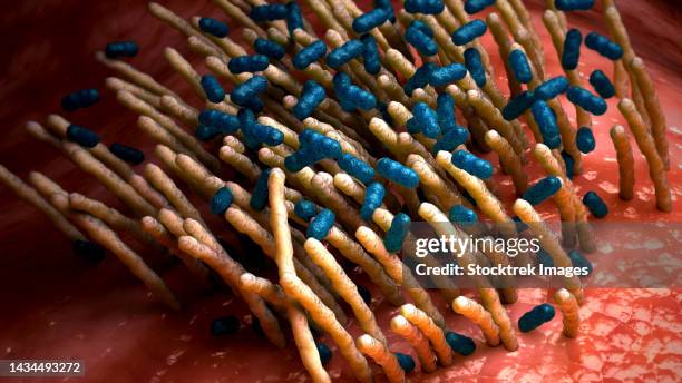 ilustraciones, imágenes clip art, dibujos animados e iconos de stock de conceptual biomedical illustration of the bacterial disease pertussis, also known as whooping cough - membrana celular