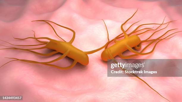 conceptual biomedical illustration of the bacteria salmonella typhi, which causes typhoid fever - salmonella enteritidis stock illustrations
