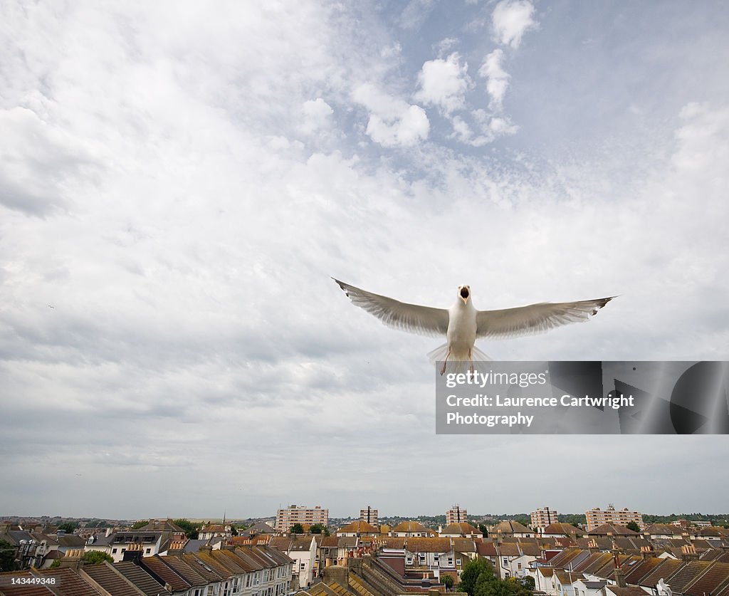 Seagull