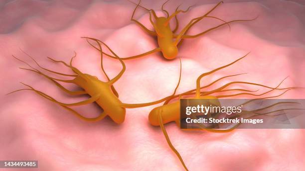 conceptual biomedical illustration of the bacteria salmonella typhi, which causes typhoid fever - salmonella bacterium stock illustrations