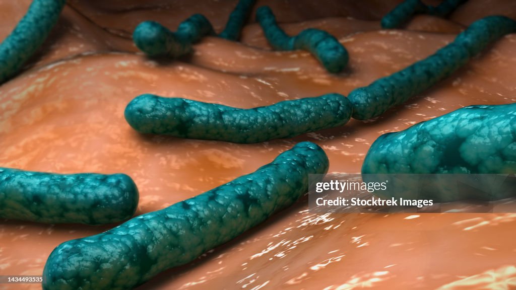Conceptual biomedical illustration of Streptobacillus moniliformis bacteria