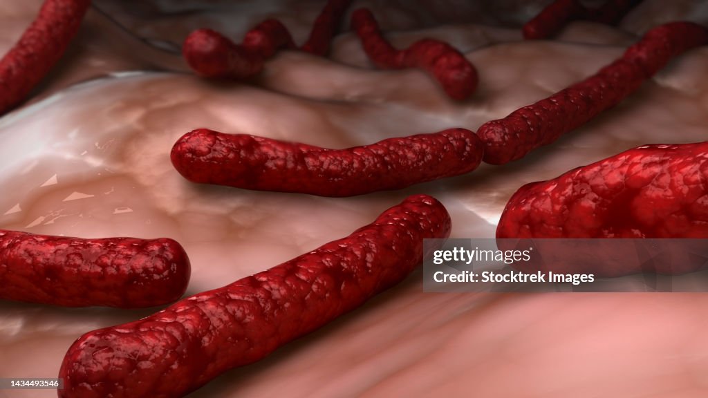 Conceptual biomedical illustration of Streptobacillus moniliformis bacteria