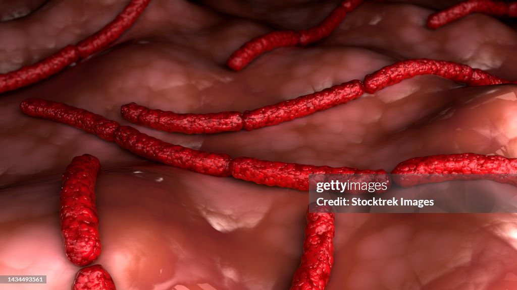Conceptual biomedical illustration of Streptobacillus moniliformis bacteria