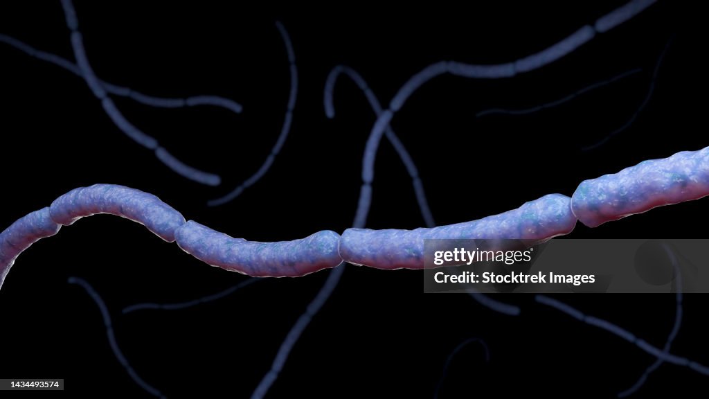 Conceptual biomedical illustration of Streptobacillus moniliformis bacteria, on black background