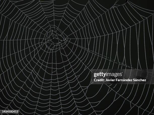 a close-up of a spider web covered with dew drops, and highlighting its geometric shape on a black background. - spinnenweb stockfoto's en -beelden