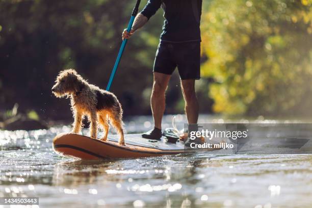 supパドルボードで犬と一緒に川を探索する男 - 犬　川 ストックフォトと画像