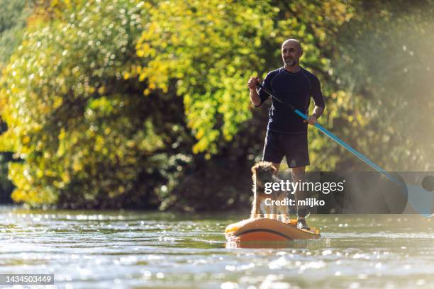 man exploring river with his dog on sup paddleboard - mature paddleboard stock pictures, royalty-free photos & images