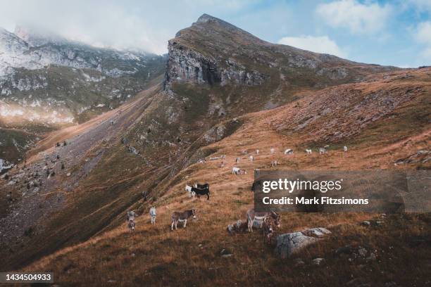 asini in montagna, dolomiti, alpi italiane, italia - asino animale foto e immagini stock