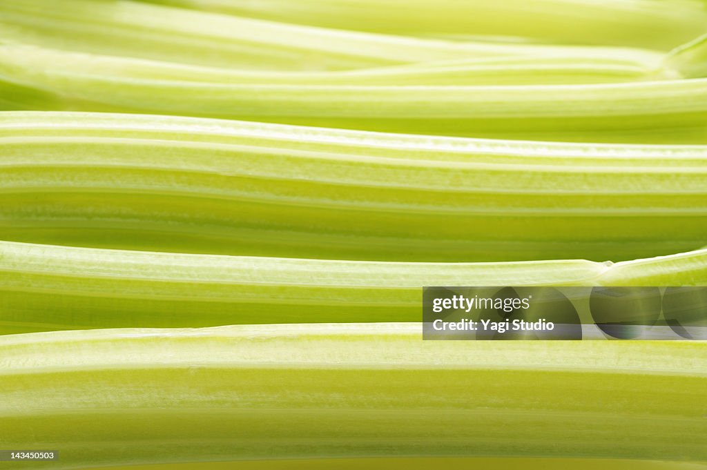 Celery