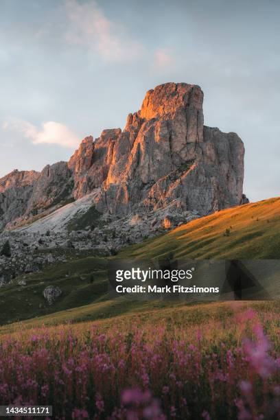 flowers at passo giau, dolomites, italian alps, italy - valley of flowers uttarakhand stockfoto's en -beelden