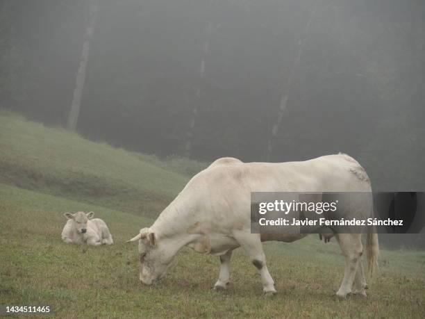 a charolais cattle grazing in the mist in a meadow next to its calf. - cattle in frost stock-fotos und bilder