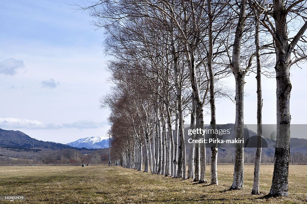 Birch trees