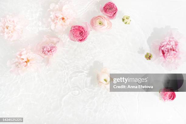 gentle pink peonies and ranunculus in water with light reflections on white background. beautiful backdrop for your design with copy space - ranunculus wedding bouquet stock pictures, royalty-free photos & images