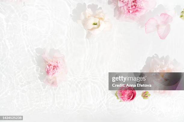 gentle pink peonies and ranunculus in water with light reflections on white background. beautiful backdrop for your design with copy space - ranunculus wedding bouquet stock pictures, royalty-free photos & images