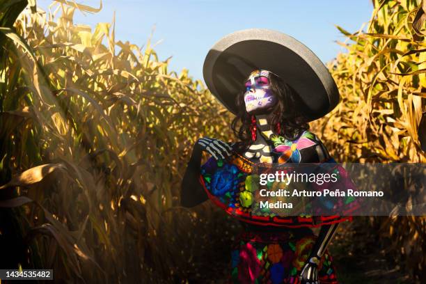 catrina looking at the horizon with sparkles on her face - schoonheidsspecialist natuur stockfoto's en -beelden
