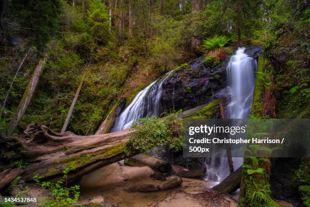 scenic view of waterfall in forest,mendocino,california,united states,usa - mendocino stock-fotos und bilder