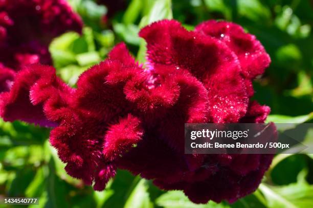 close-up of red rose flower - globe ameranth stockfoto's en -beelden