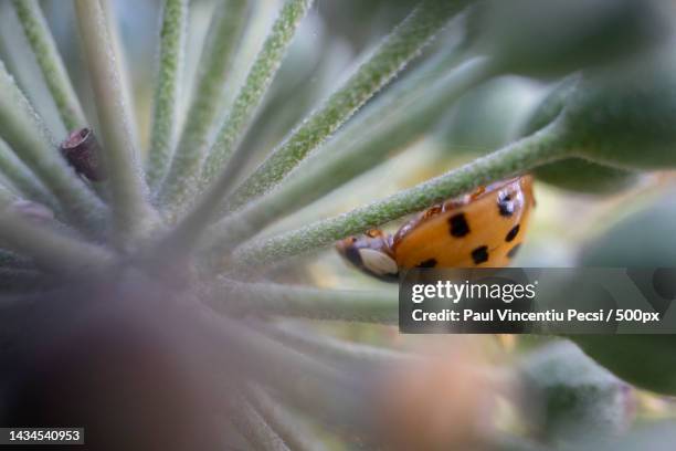 close-up of insect on plant - ladybug aphid stock pictures, royalty-free photos & images