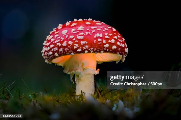 close-up of fly agaric mushroom on field,germany - giftpilz stock-fotos und bilder