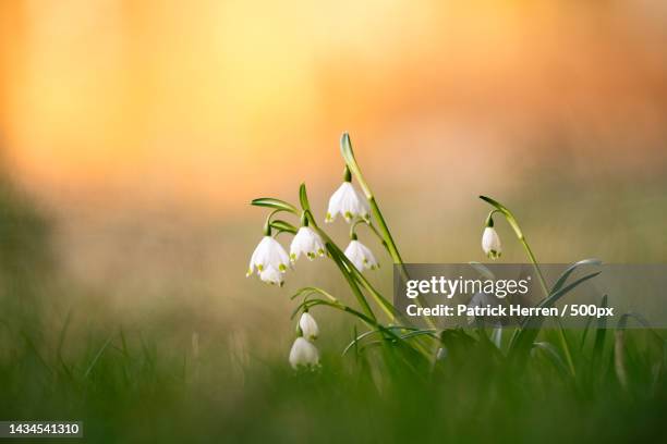 close-up of white flowering plant on field,balsthal,switzerland - snowdrops stock-fotos und bilder