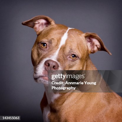 American Pit Bull Terrier American Pit Bull Terrier