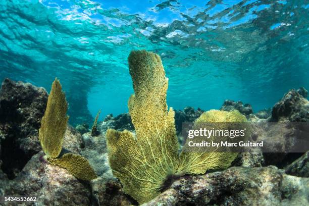 beautiful corals at smith's cove, grand cayman, cayman islands - cayman islands stock pictures, royalty-free photos & images