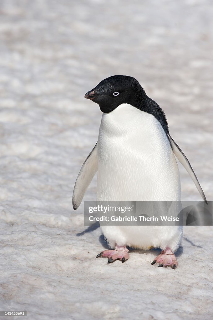 Adelie penguin