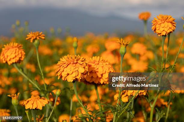 Detailed view of a cempasuchil flower field soon to be harvested as part of the preparations for 'Day Of The Dead' in Mexico on October 17, 2022 in...