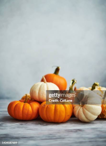 natural fall background with assorted pumpkins in a gray setting. copy space for text - pumpkin still life stock pictures, royalty-free photos & images