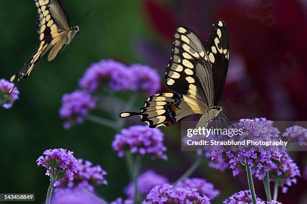 purple flowers and two butterfly - peoria arizona stock-fotos und bilder