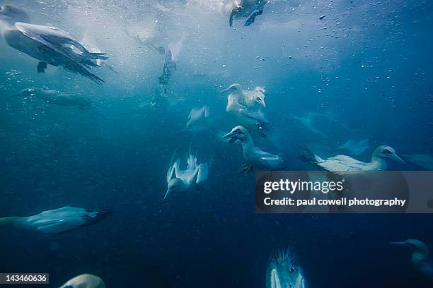 diving cape gannets - gannet stock pictures, royalty-free photos & images