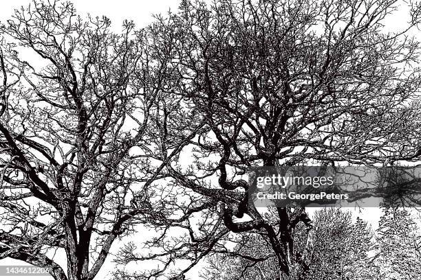 looking up at oak tree branches and sky - tall high stock illustrations