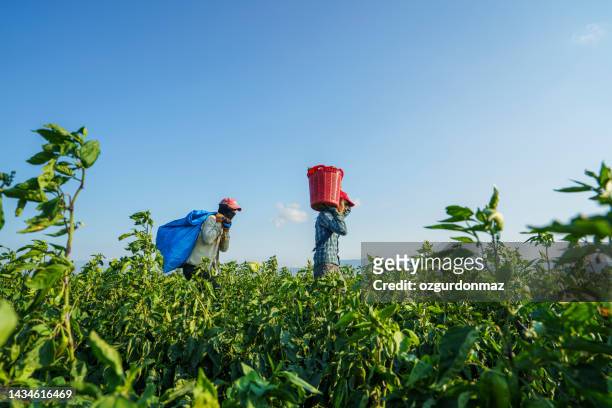lavoratori stagionali che lavorano nella fattoria e raccolgono peperoni rossi vicino a izmir, turkiye - exploitation foto e immagini stock