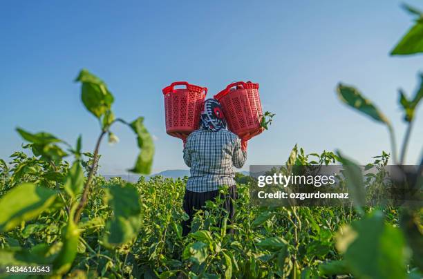 trabajadores estacionales que trabajan en la granja y cosechan pimientos rojos cerca de izmir, turkiye - trabajadores emigrantes fotografías e imágenes de stock