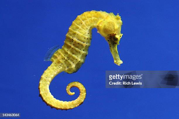 yellow seahorse against blue background - sjöhäst bildbanksfoton och bilder