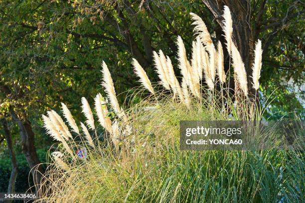 flowers in park - ornamental grass stock pictures, royalty-free photos & images