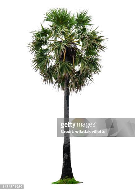 sugar palm on white background - waaierpalm stockfoto's en -beelden