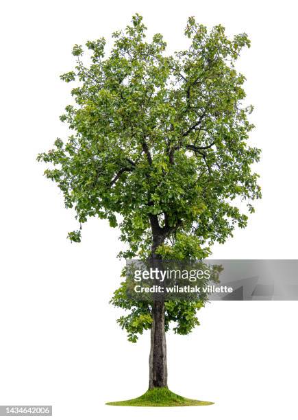 green tree on a white background. - tree stock pictures, royalty-free photos & images