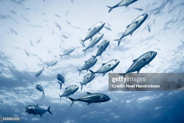 a group of crevalle jack fish in the ocean - fisch stock-fotos und bilder