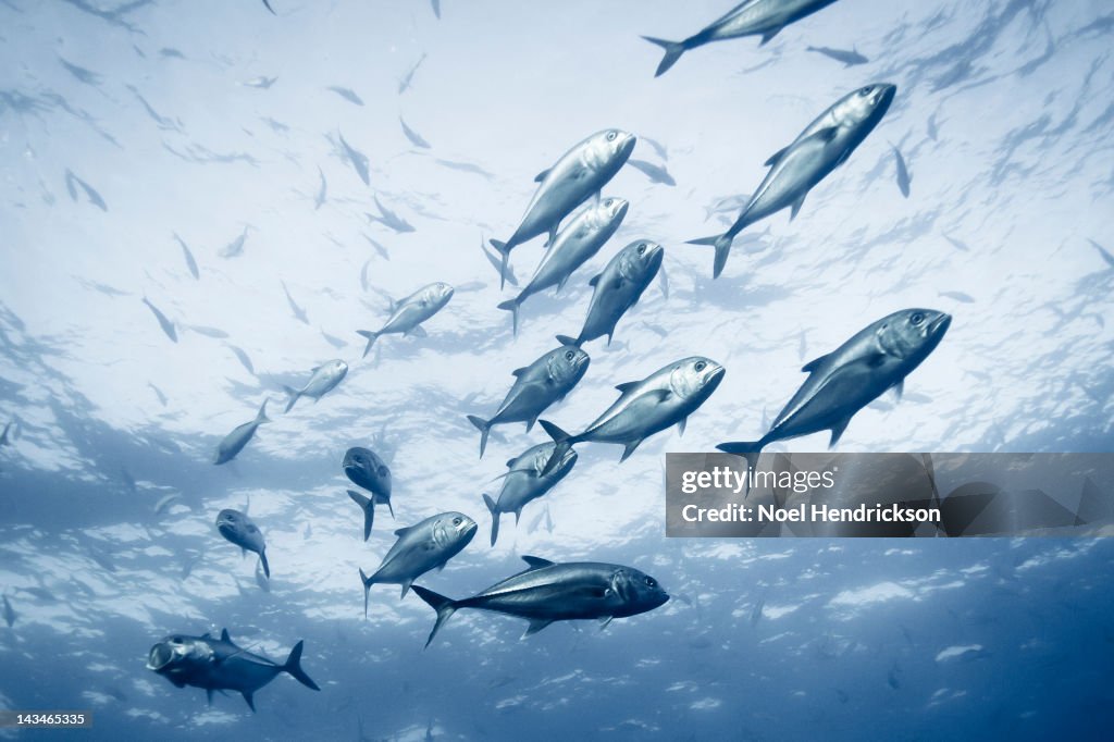 A group of crevalle jack fish in the ocean