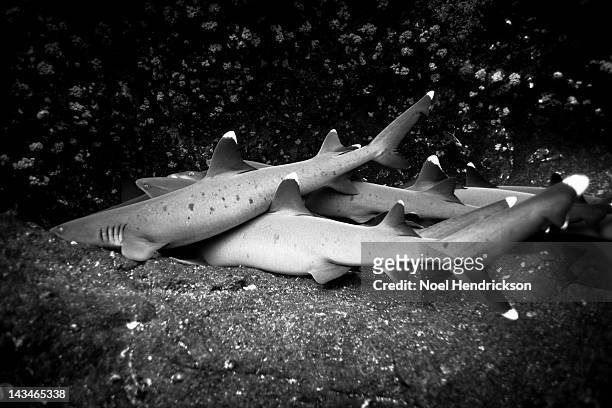 A group of small sharks underwater lay on a rock